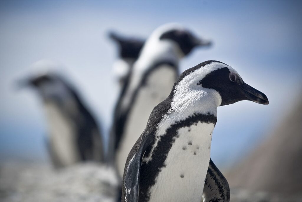 Pinguine am Boulders Beach