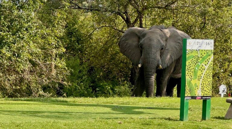 Elefant am Abschlag des Skukuza Golf Course