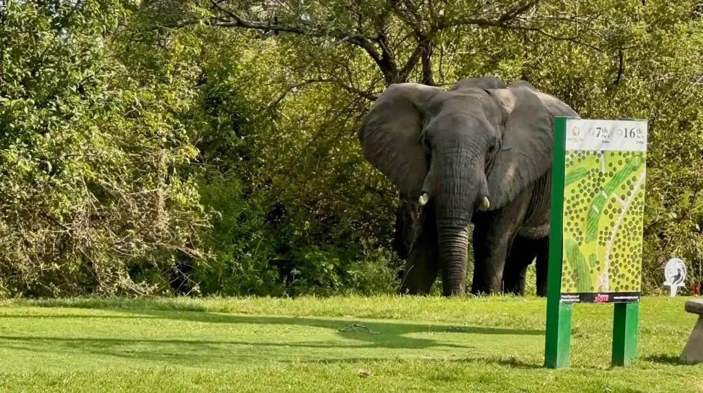 Elefant am Abschlag des Skukuza Golf Club im Krügerpark