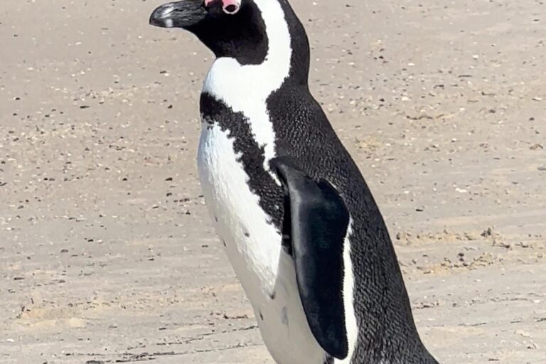 Brillenpinguin am Boulders Beach bei Simon’s Town