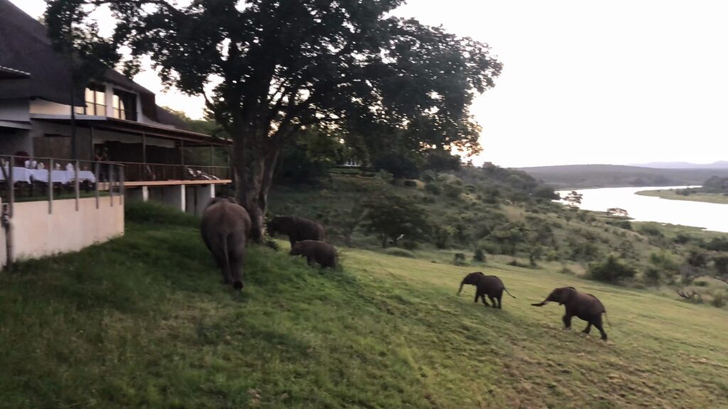 Buhala Lodge: Elefanten auf dem Weg zum Crocodile River