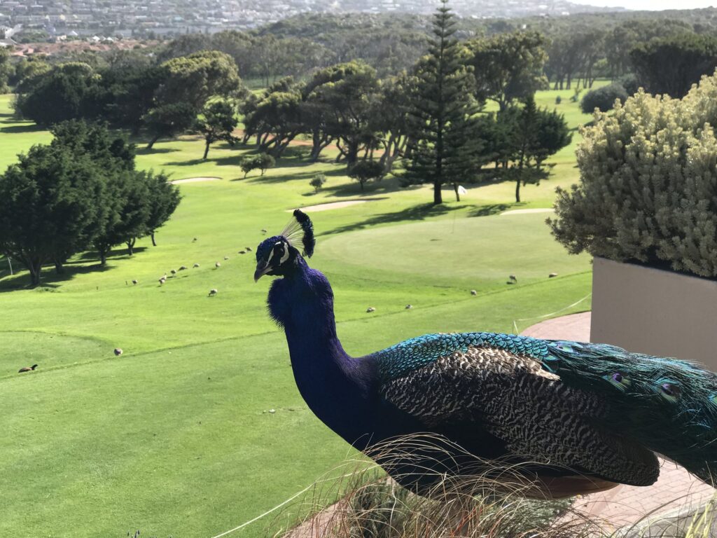 Clovelly Country Club: Pfau auf der Terrasse über dem Fairway