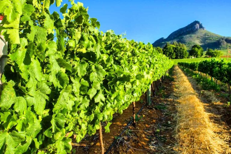 Weinland Franschhoek