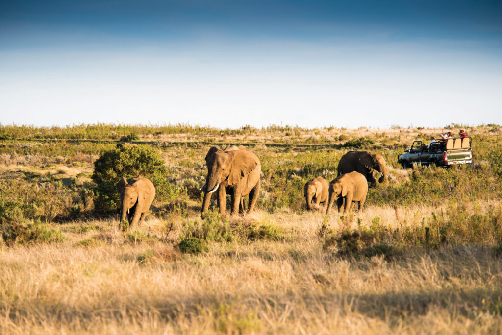 Safari im Gondwana Game Reserve