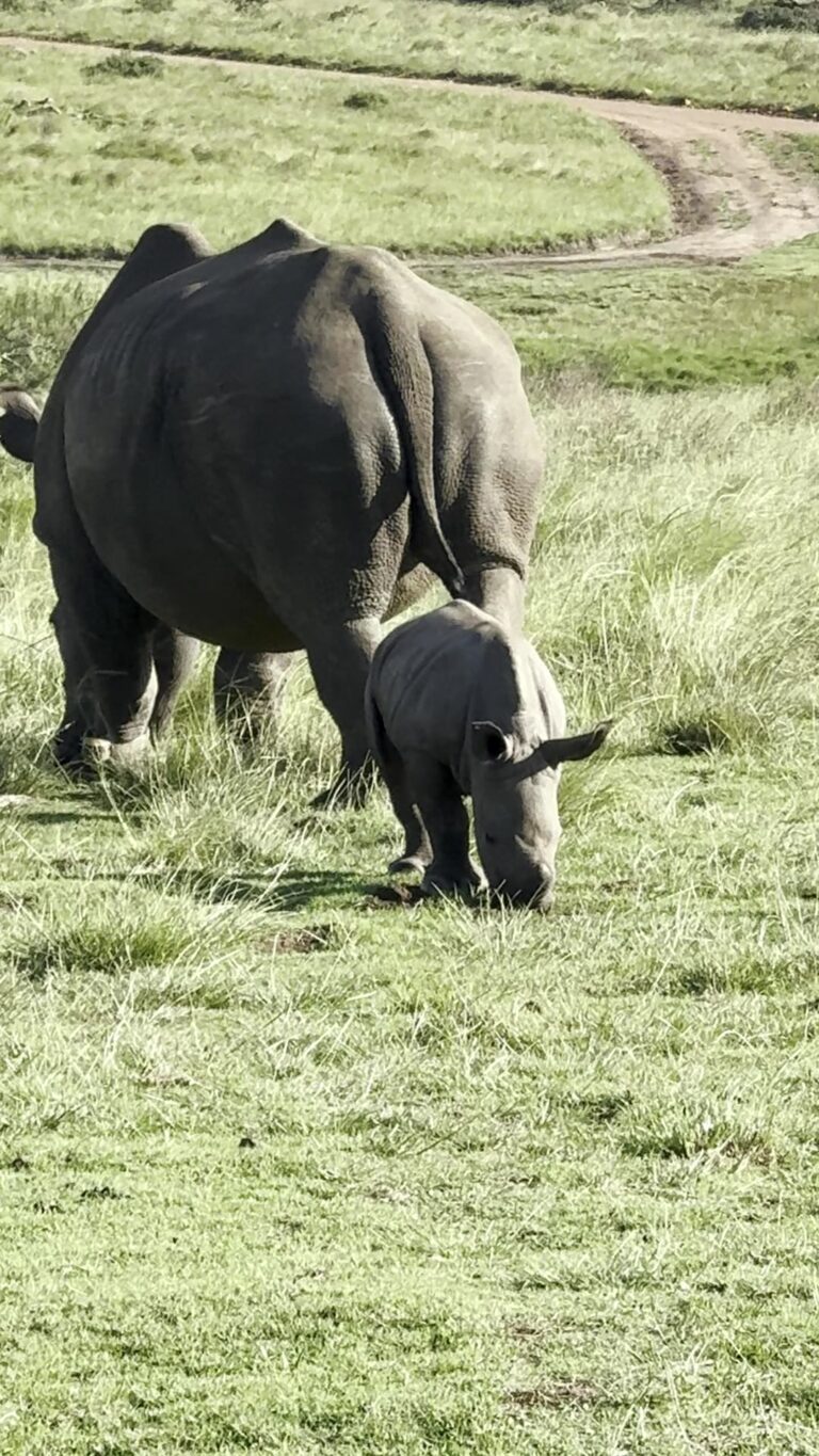 Nashorn-Mutter mit Jungem
