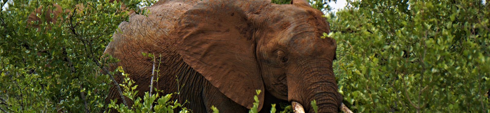 Elefant mit rotem Staub auf der Haut zwischen grünen Büschen