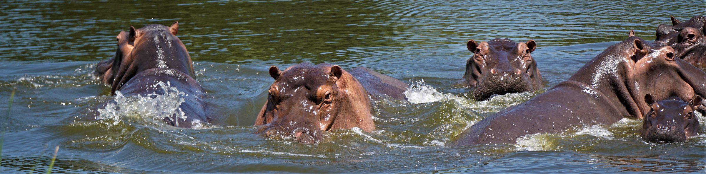 Flusspferde im Wasser