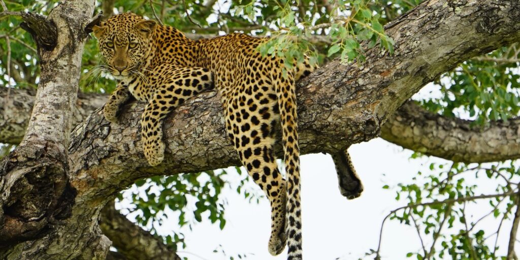 Krügerpark: Leopard im Baum