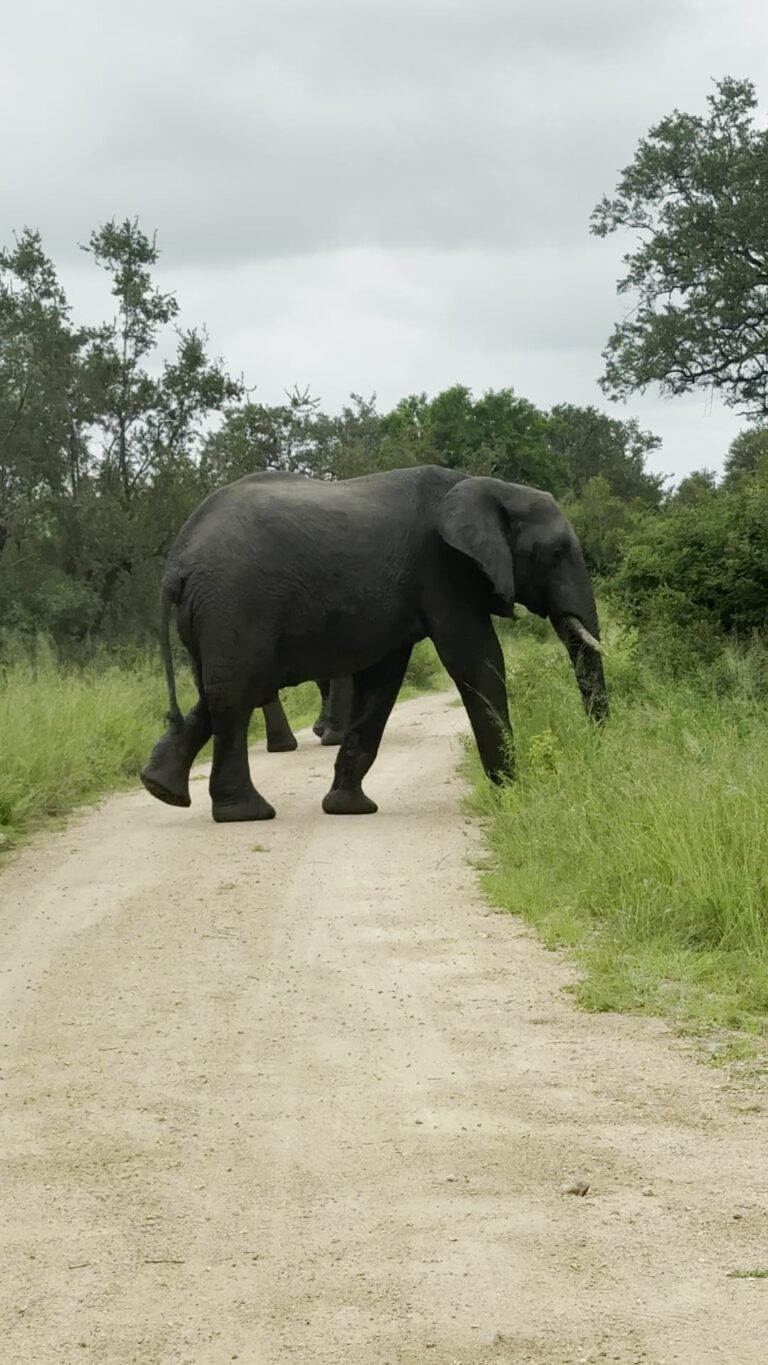 Elefanten auf der Sandpiste
