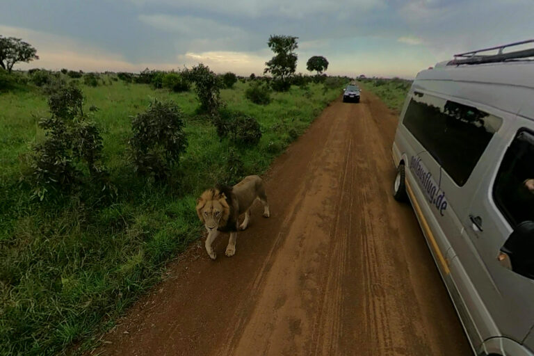 Ein Löwe läuft neben dem Bus von golfausflug.de, dahinter folgt ein weiteres Fahrzeug – Standbild aus der 360-Grad-Kamera