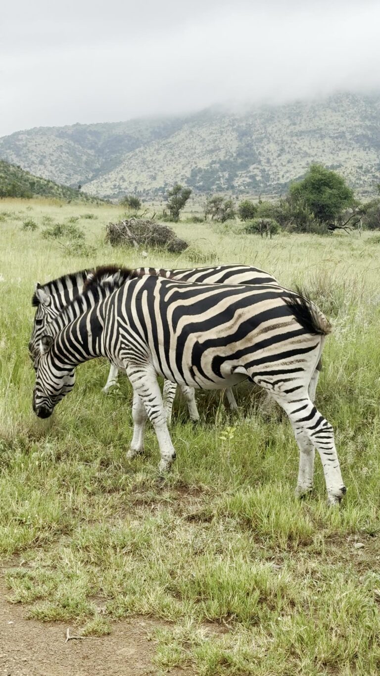 Zebras im Pilanesberg