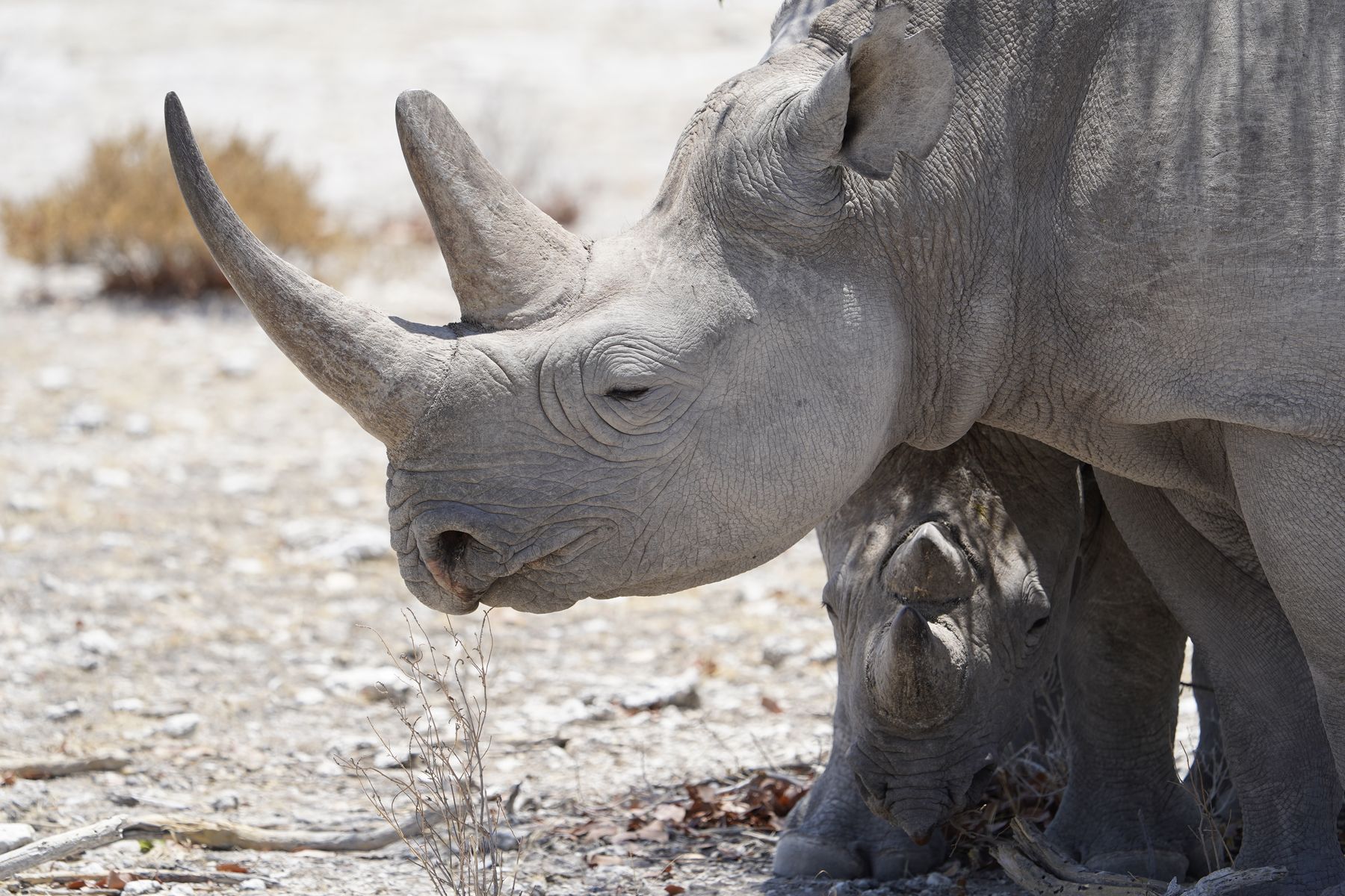 Caprivi & Chobe 2028 — Namibia und Botswana im eigenen Bus