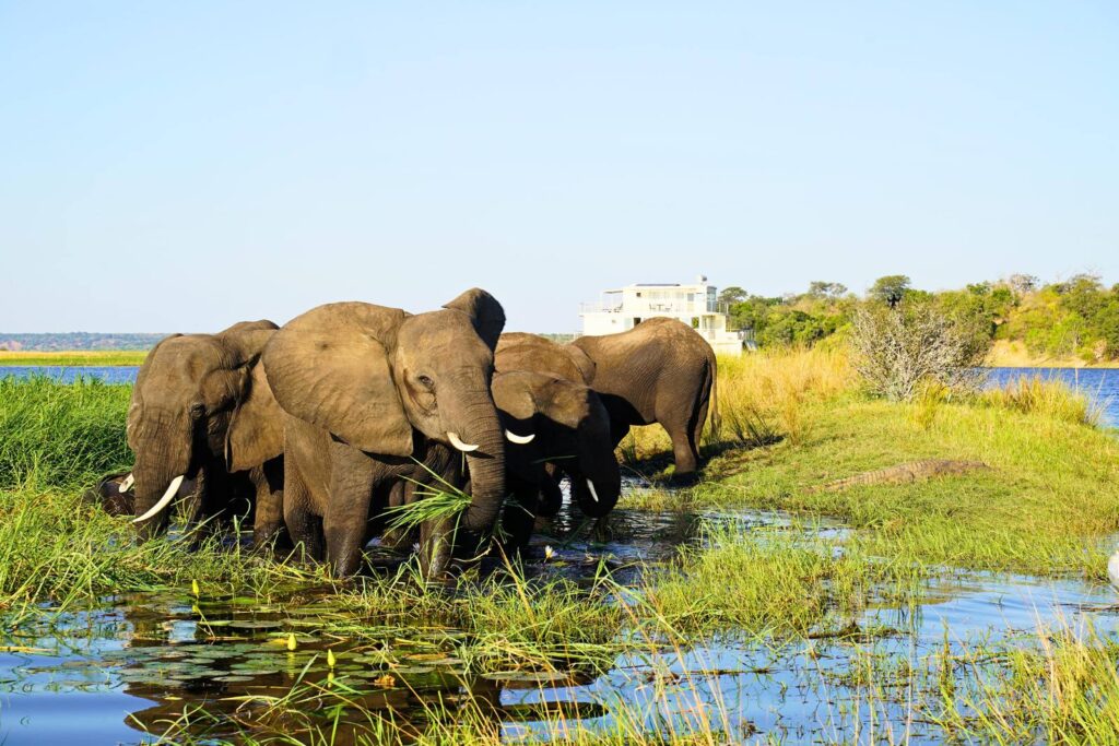 Elefanten vor dem Hausboot auf dem Chobe