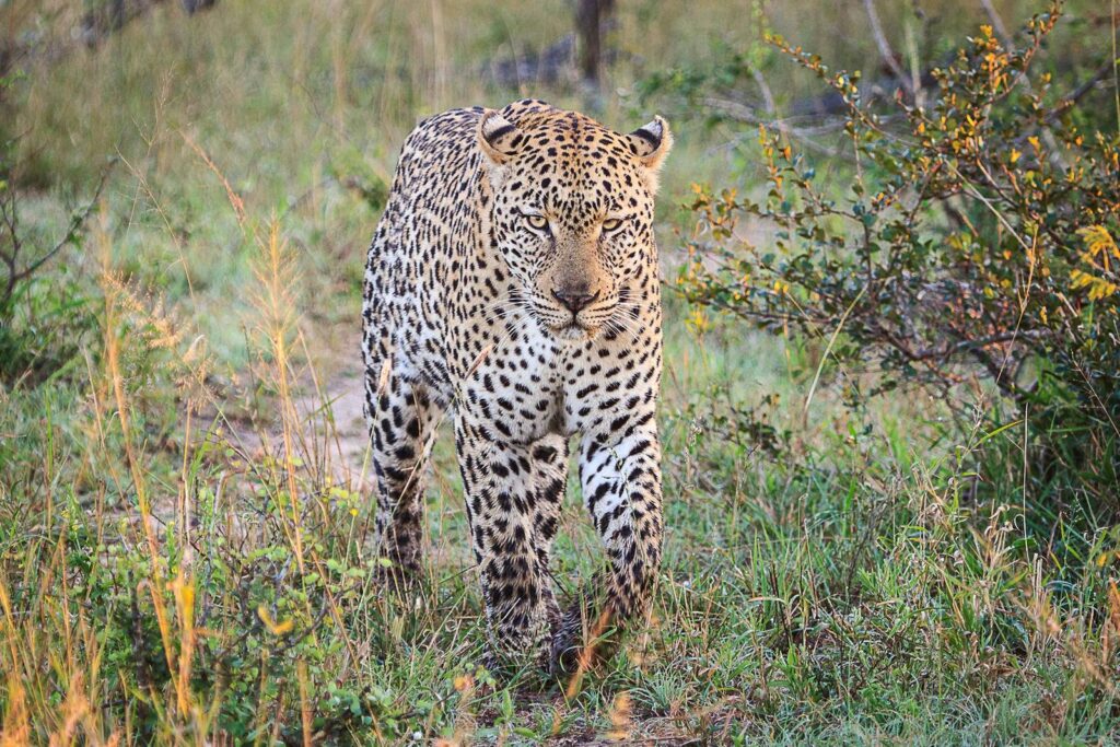 Leopard am Chobe