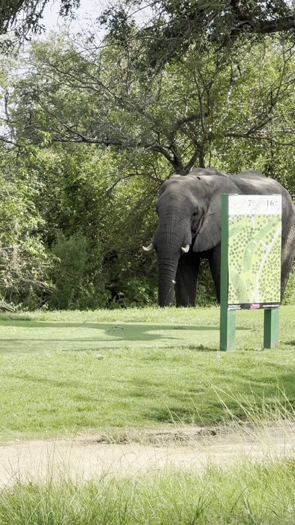 Elefant am Abschlag