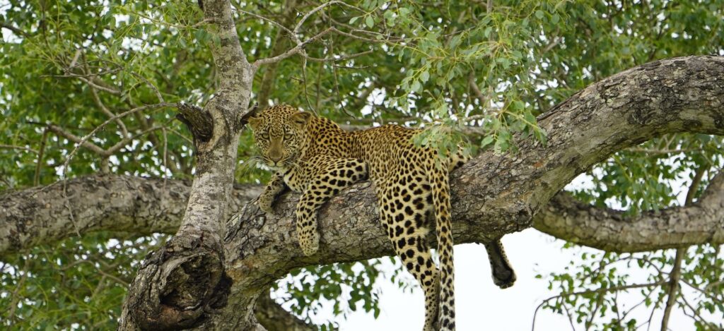 Krügerpark: Leopard ruht auf einem Ast