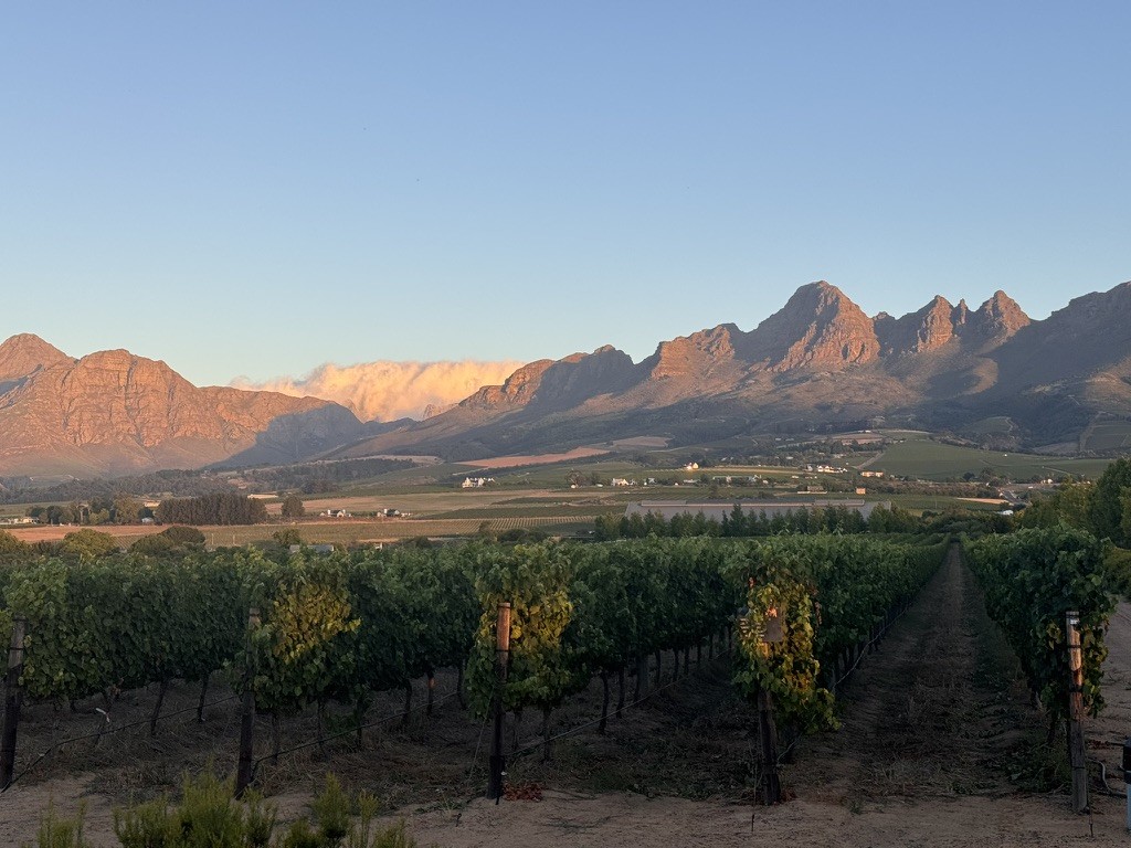 Weinberge am Helderberg im Abendlicht