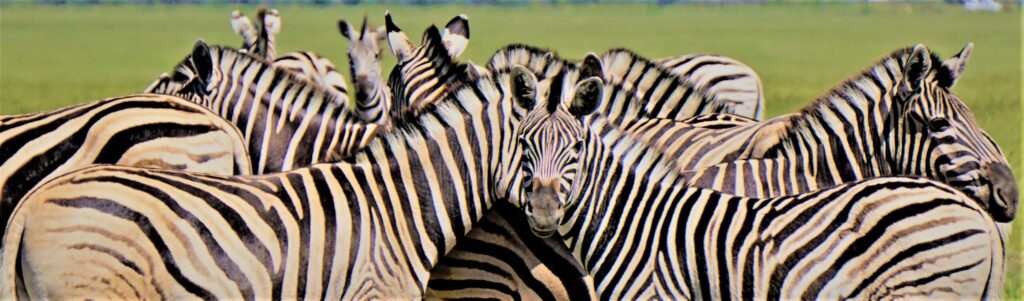 Zebras aus nächster Nähe